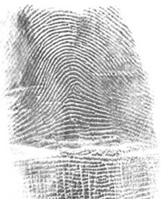 Mayfield fingerprint